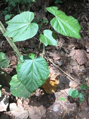 Cola gigantea