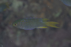 Neopomacentrus nemurus