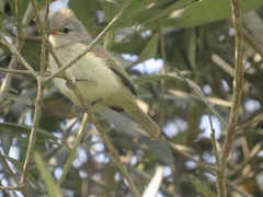 Camptostoma obsoletum