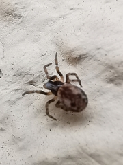 Brigittea civica
