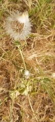 Urospermum picroides