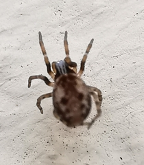 Brigittea civica