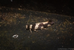 Macrobathra trithyra