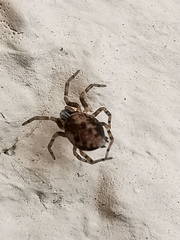 Brigittea civica