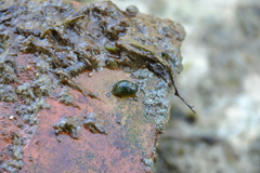 Theodoxus fluviatilis