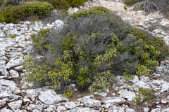 Spyridium phylicoides