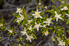 Spyridium phylicoides