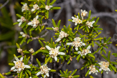 Spyridium phylicoides