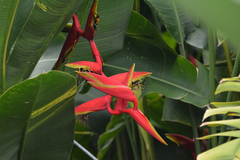 Heliconia × rauliniana