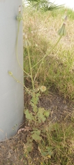 Urospermum picroides