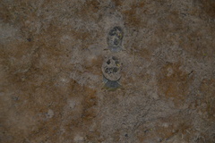 Ampullaceana balthica