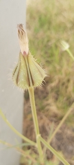 Urospermum picroides