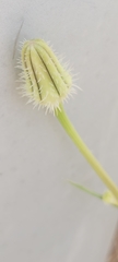 Urospermum picroides