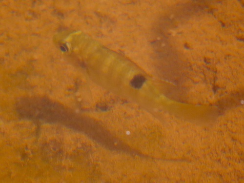 Buettikofer's Cichlid