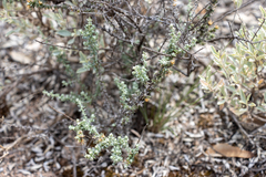 Olearia minor