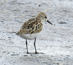 Calidris minuta