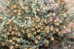 Olearia minor