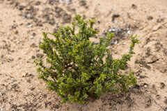 Pimelea serpyllifolia serpyllifolia