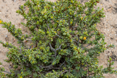 Pimelea serpyllifolia serpyllifolia