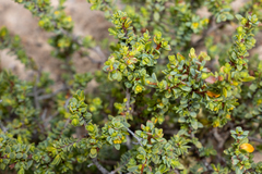 Pimelea serpyllifolia serpyllifolia