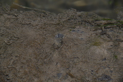 Ampullaceana balthica