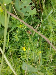 Apis mellifera