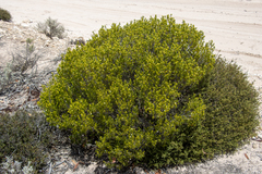 Scaevola bursariifolia