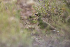 Rhinoptilus chalcopterus