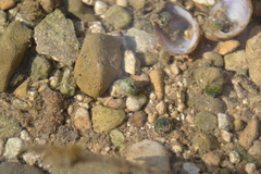 Theodoxus fluviatilis