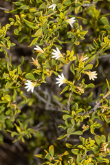 Scaevola bursariifolia