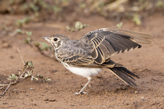 Pinarocorys nigricans