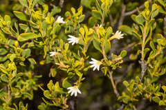 Scaevola bursariifolia