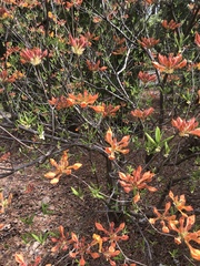Rhododendron flammeum