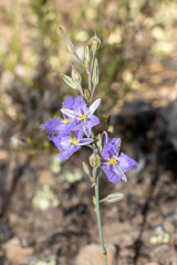 Thysanotus baueri