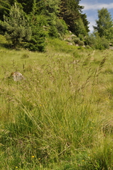 Deschampsia cespitosa cespitosa