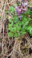 Corydalis solida