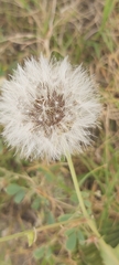 Urospermum picroides