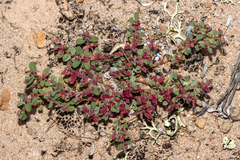 Euphorbia multifaria