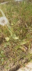 Urospermum picroides