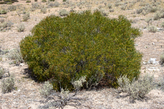Acacia hakeoides