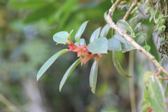 Nematanthus tessmannii