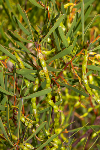 Hakea-leaved Wattle (Acacia hakeoides)