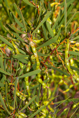 Acacia hakeoides