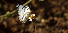 Belenois aurota