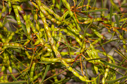Acacia hakeoides, photograph 5