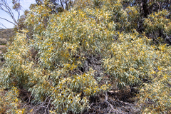 Eucalyptus yalatensis