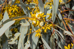 Eucalyptus yalatensis