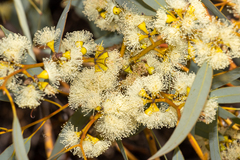 Eucalyptus yalatensis