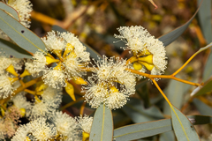Eucalyptus yalatensis