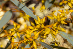 Eucalyptus yalatensis